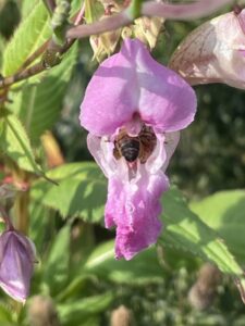 Himalayan Balsam