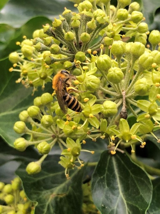 Ivy bee on ivy