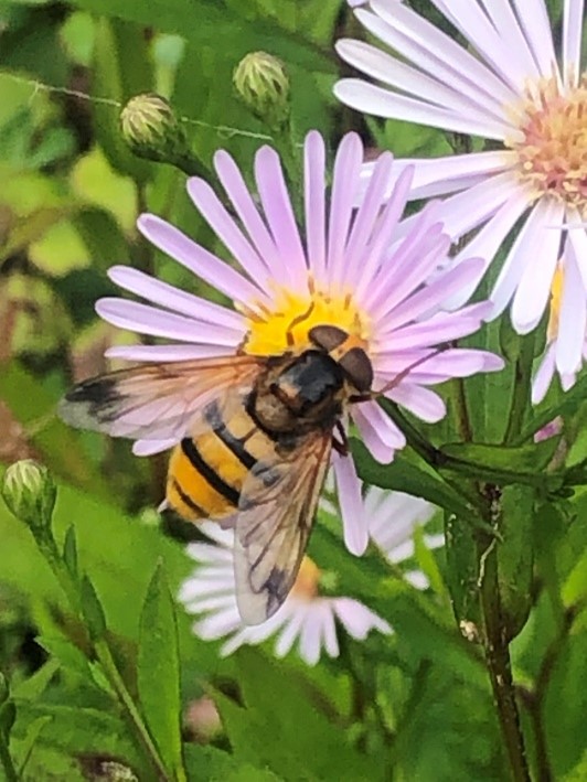 Lesser hornet hoverfly on Michaelmas daisy