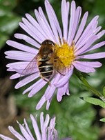 Orange-spined drone fly on Michaelmas daisy