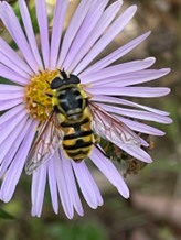 Yellow-haired sun fly on Michaelmas daisy