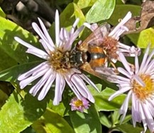 Common tachinid on Michaelmas daisy