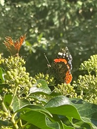 Red admiral and comma butterflies on ivy
