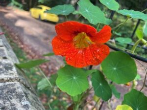 Nasturtium