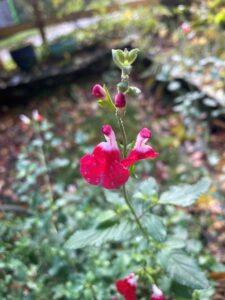 Salvia Hot Lips, still flowering