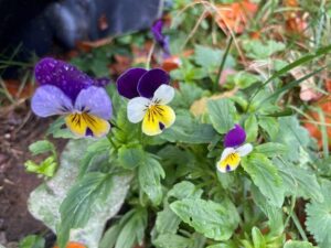 Violas
