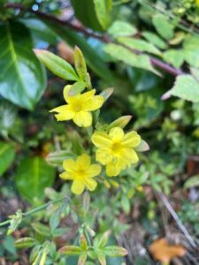 Winter flowering Jasmine