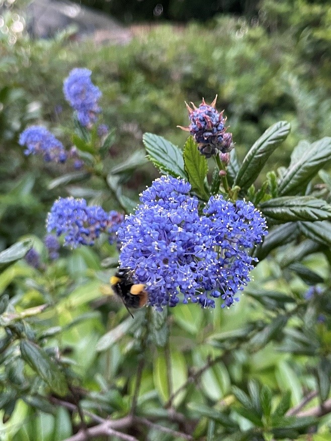 Buff-tailed bumblebee on Ceanothus