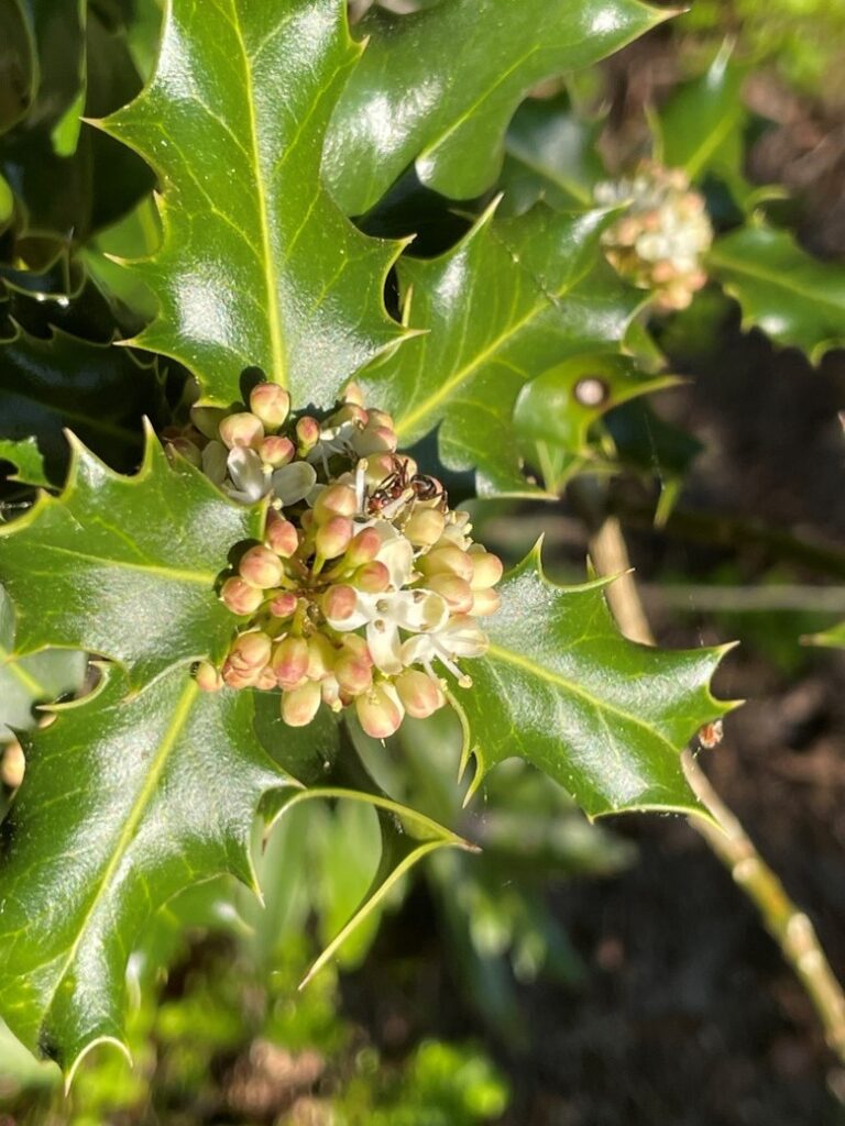 Holly in flower