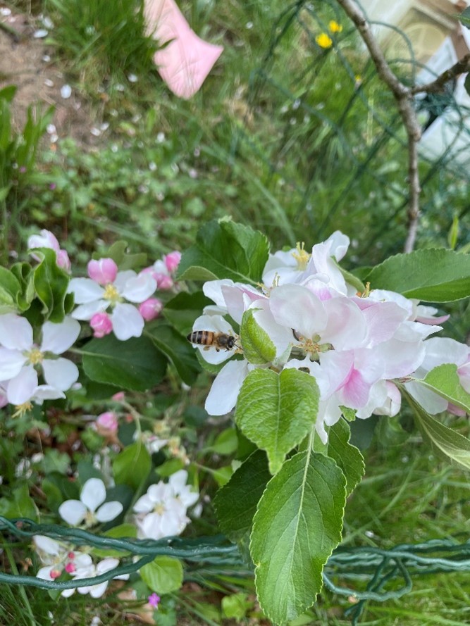 Honey bee on apple blossom