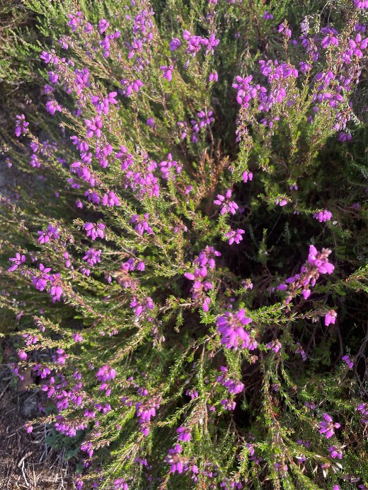 Bell Heather