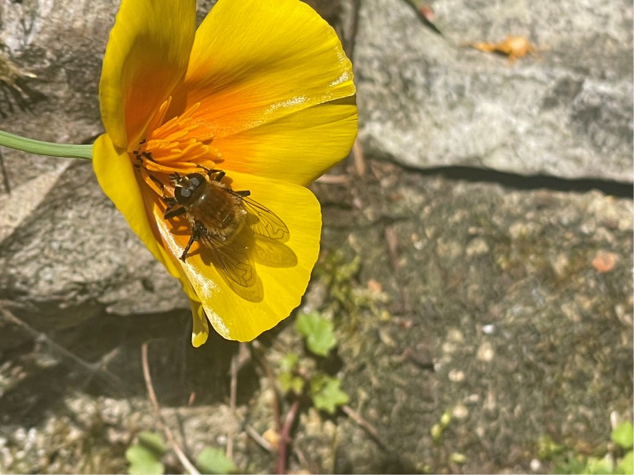 California Poppy