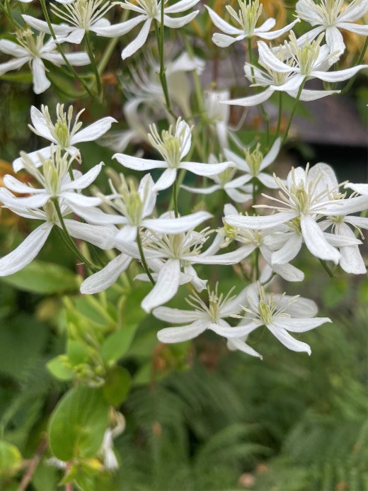 Clematis