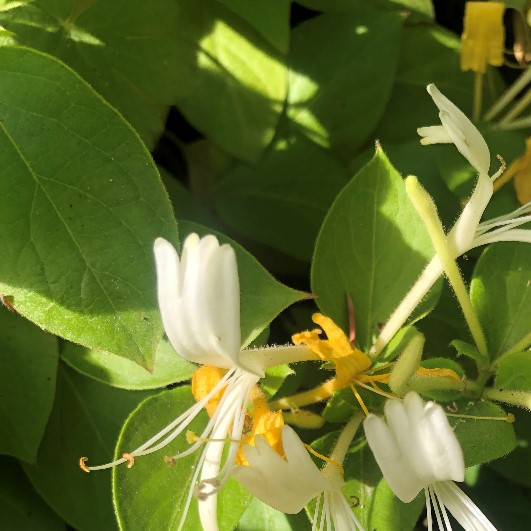 Honeysuckle