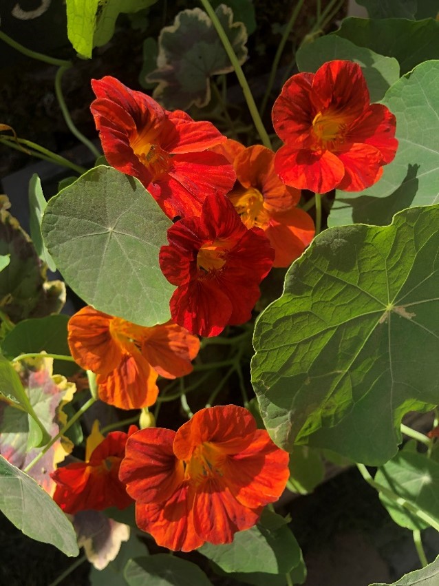Nasturtium