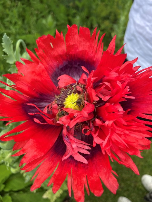 Poppy