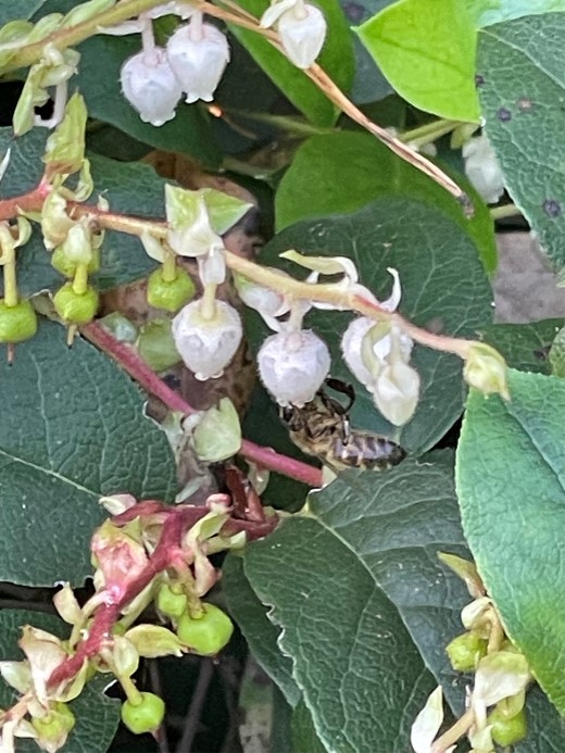 Salal on Crooksbury Common