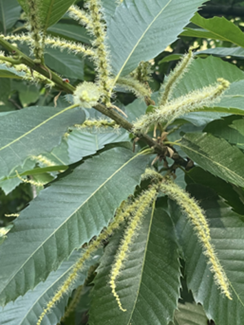 Sweet chestnut
