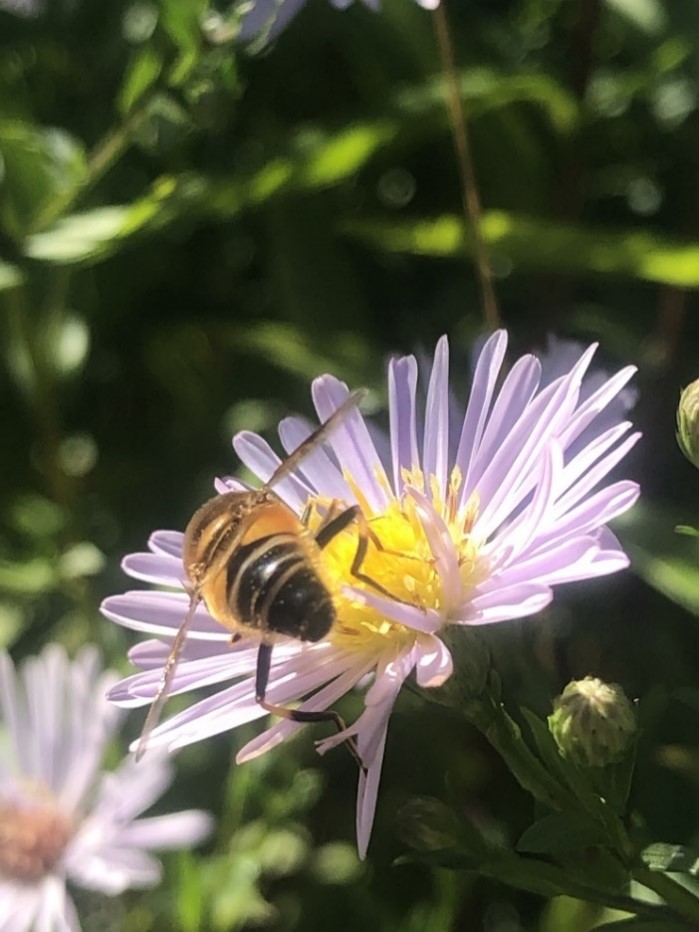 Michaelmas Daisy