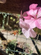 Pelargonium