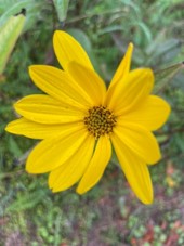 Rudbeckia