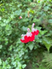 Salvia