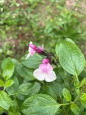 Salvia
