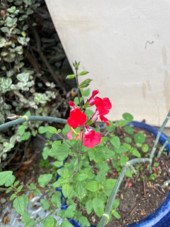 Salvia
