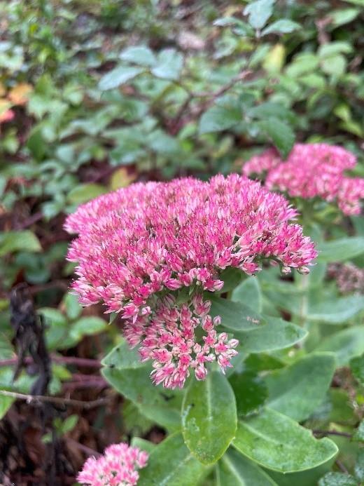 Sedum