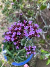 Verbena bonariensis
